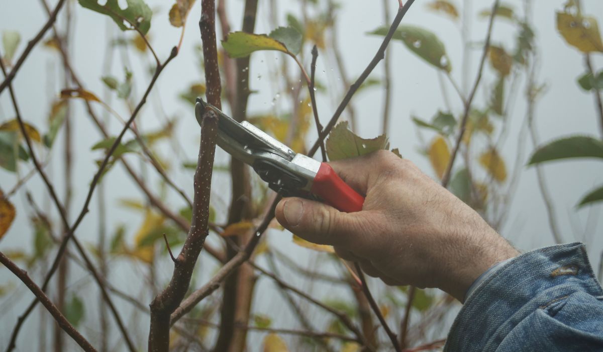Caring for Wooden Tool Handles