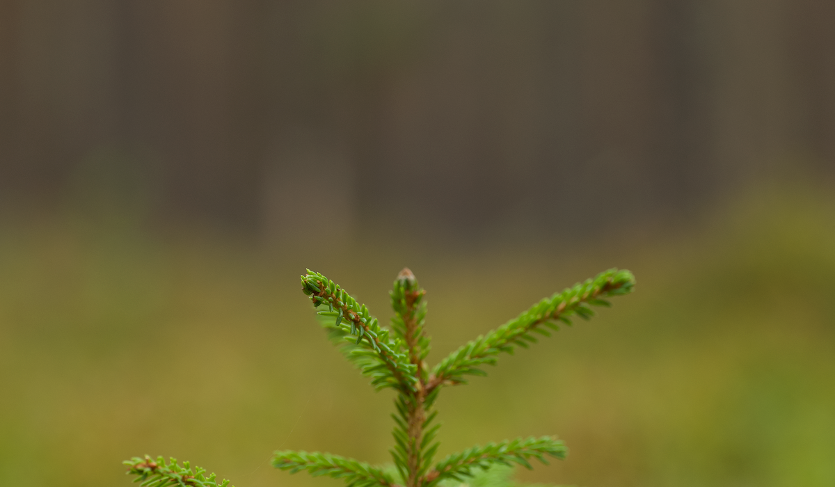 Choosing Trees for a Courtyard Garden