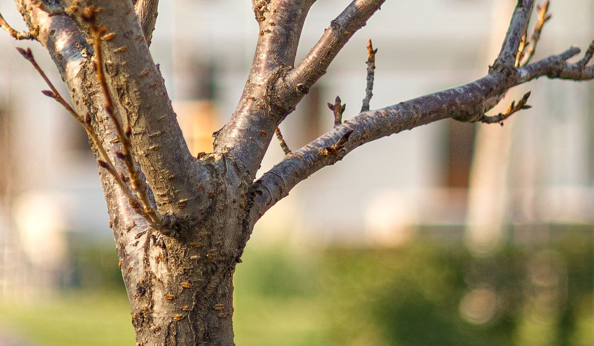 Creating a Small Copse in a Suburban Plot