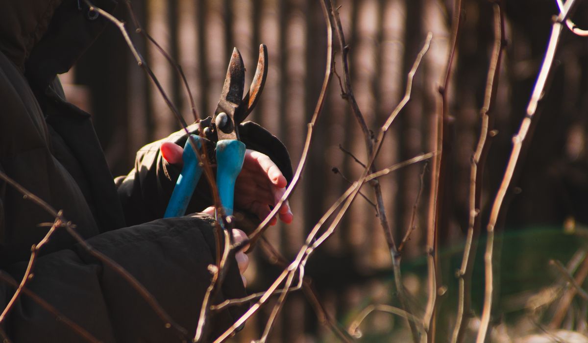 Essential Pruning Tools for Gardeners
