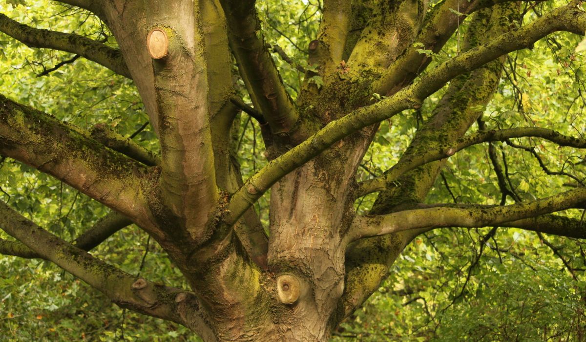 How to Choose the Right Tree for Clay Soil