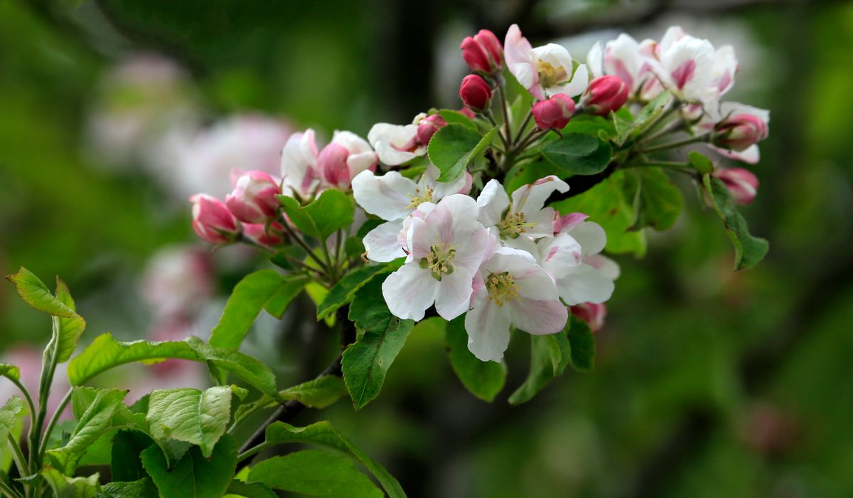 Native Hedging Plants for Small Gardens
