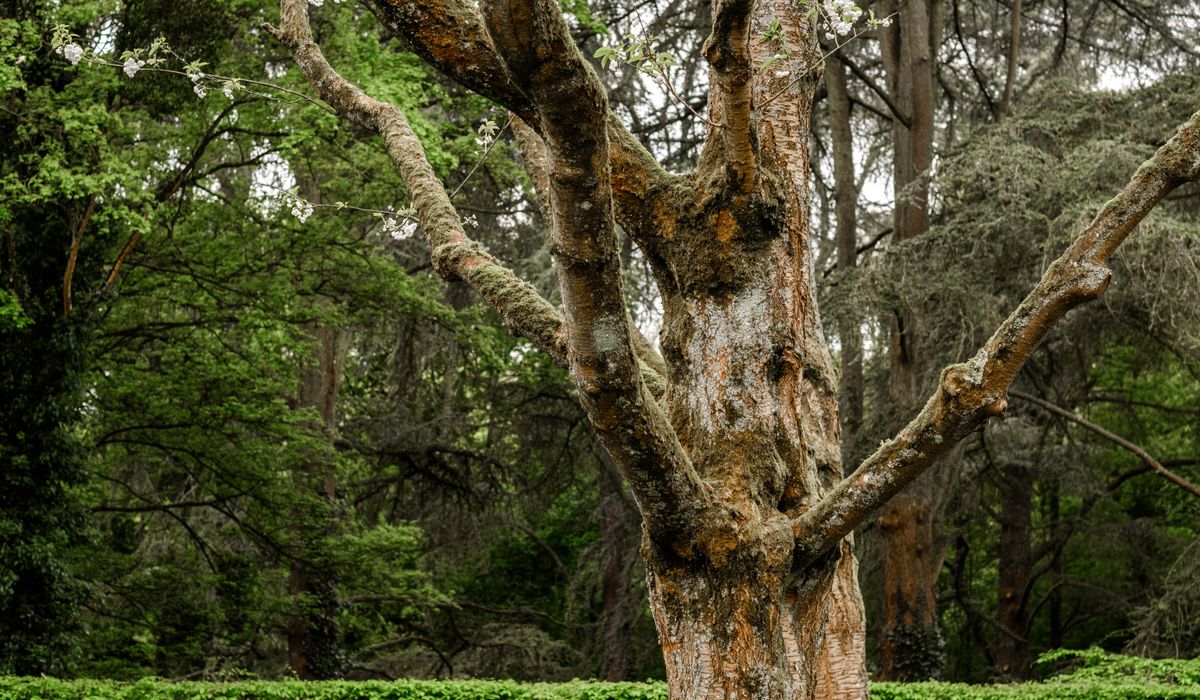 Planting Bare-Root Trees in a British Garden