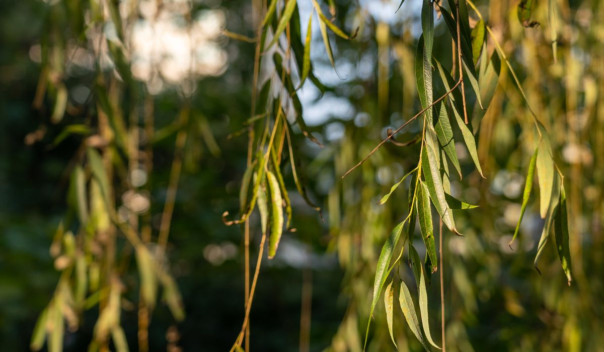Preparing Trees for Autumn Storms