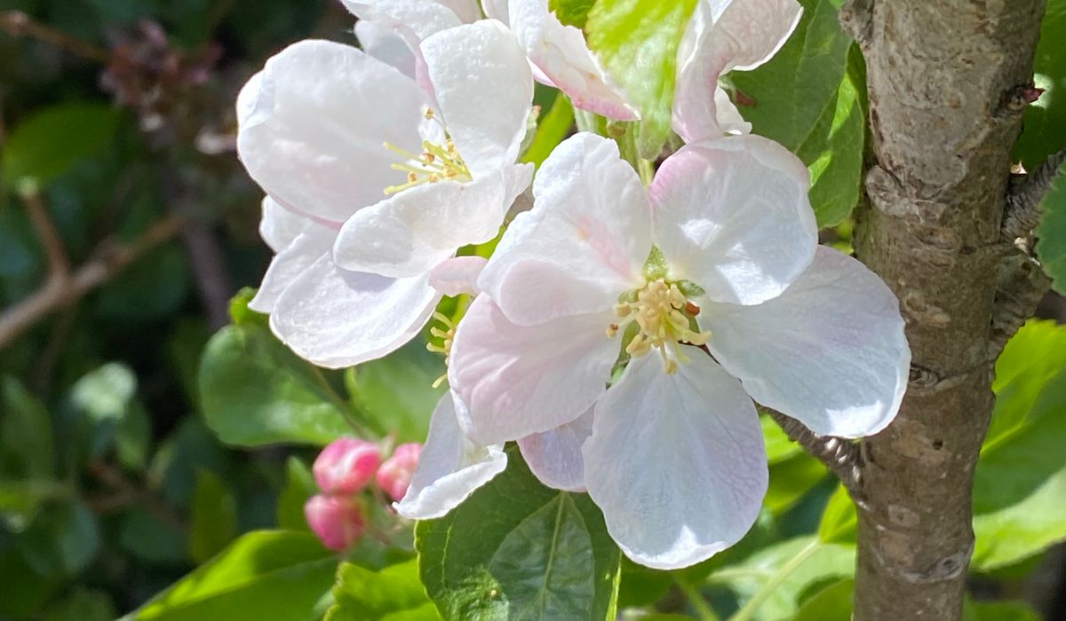 Protecting Cherry Crops from Birds