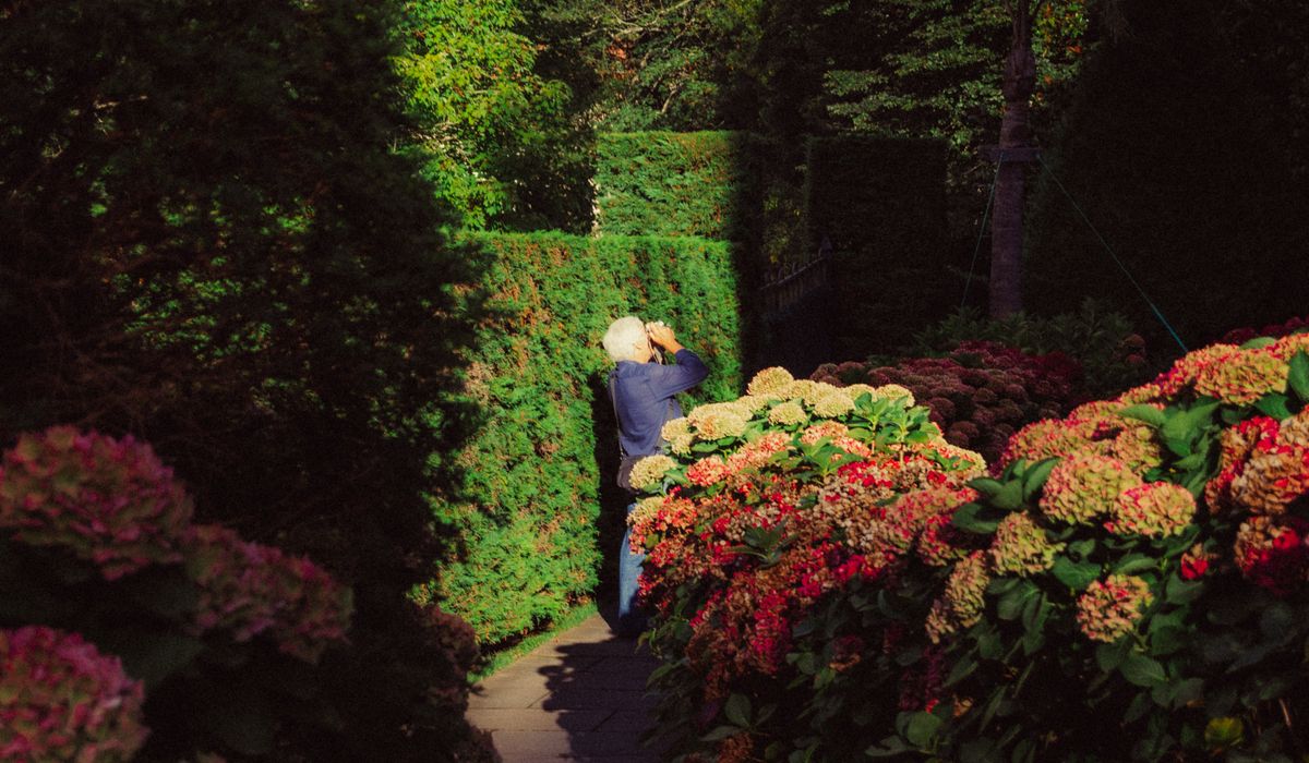 Restoring a Neglected Boundary Hedge