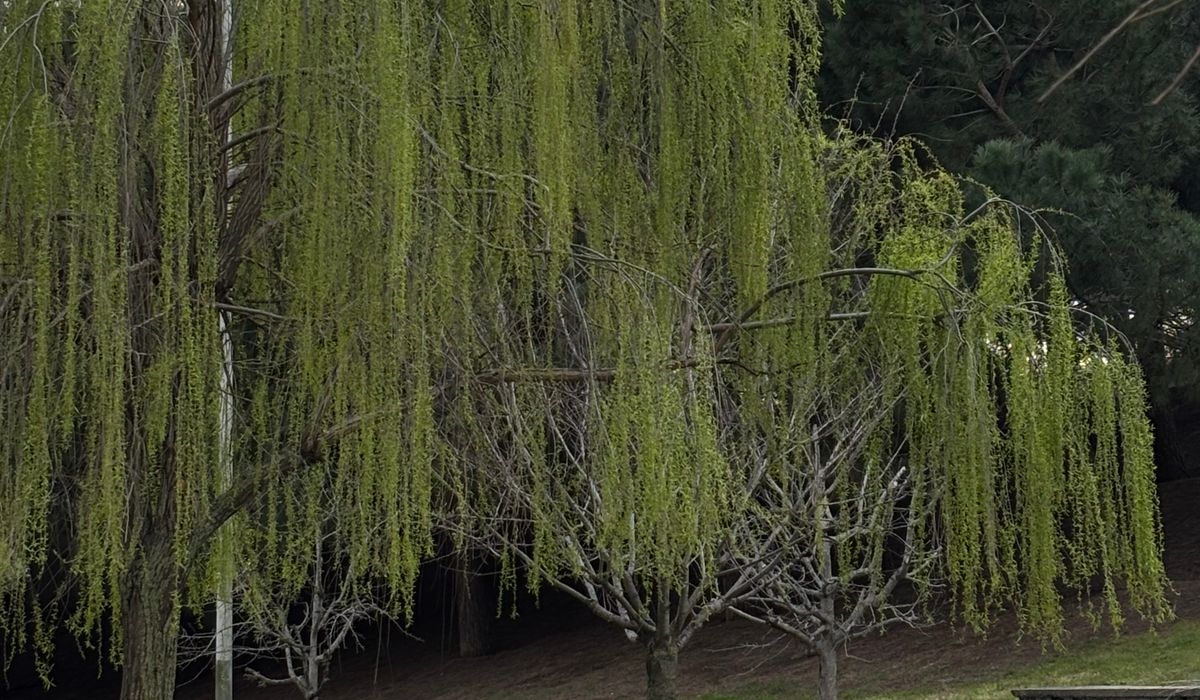 Spring Tree Care Tasks for UK Gardens
