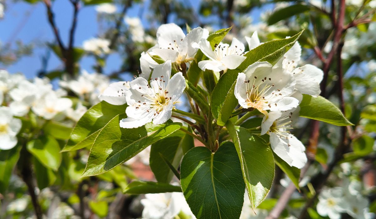 Summer Pruning of Trained Fruit Trees