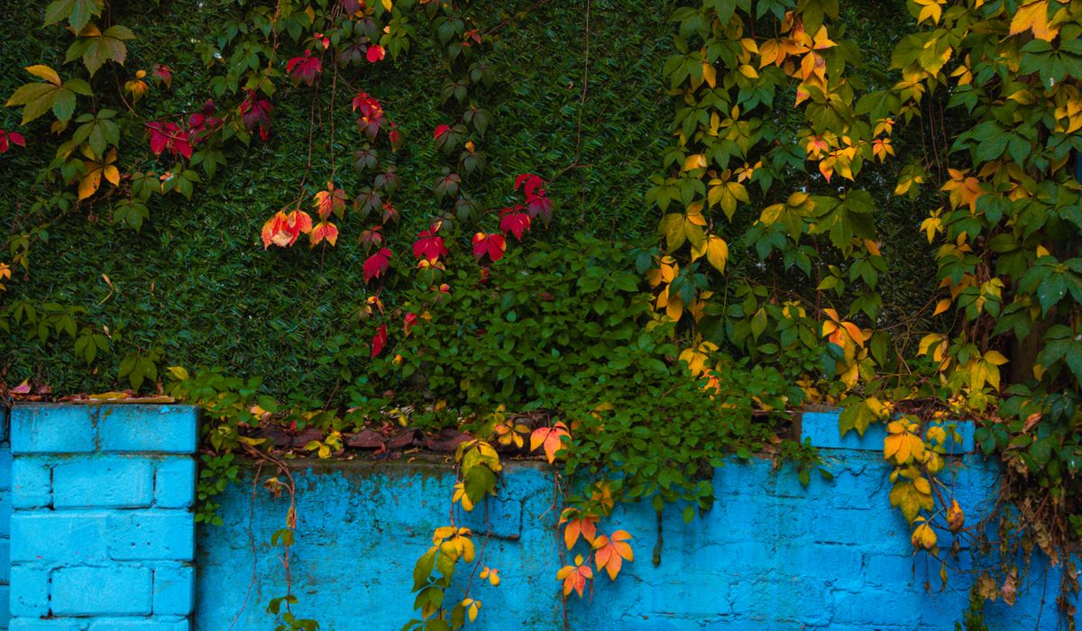 Trimming a Hedge for Healthy Growth