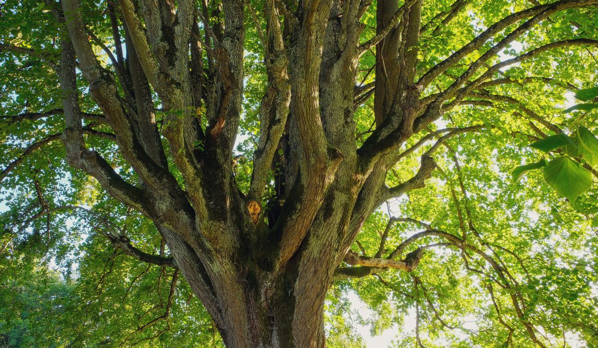 When and How to Prune Apple Trees