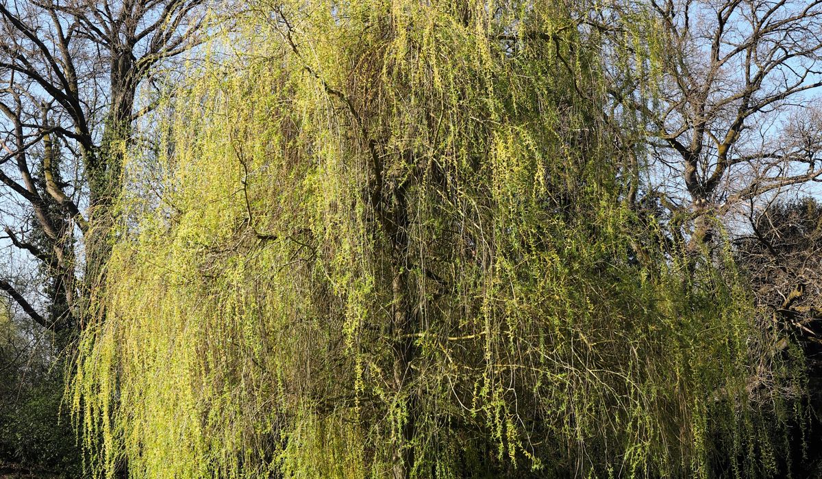 Winter Protection for Container Trees